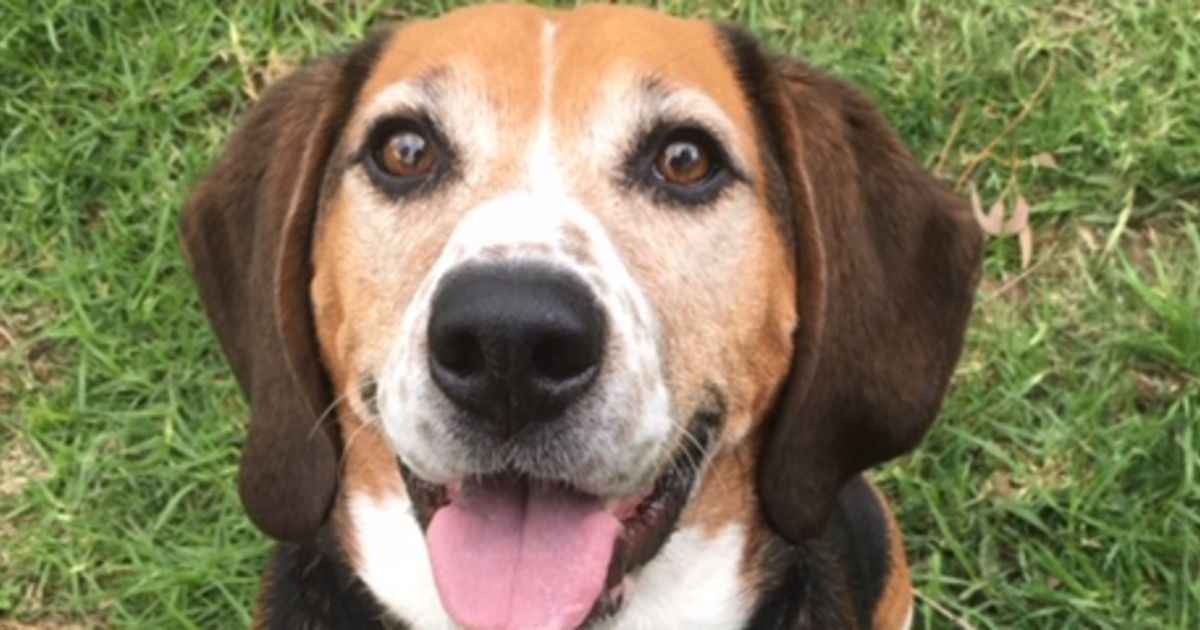 Bartel Medium Male Beagle x Harrier Mix Dog in VIC PetRescue