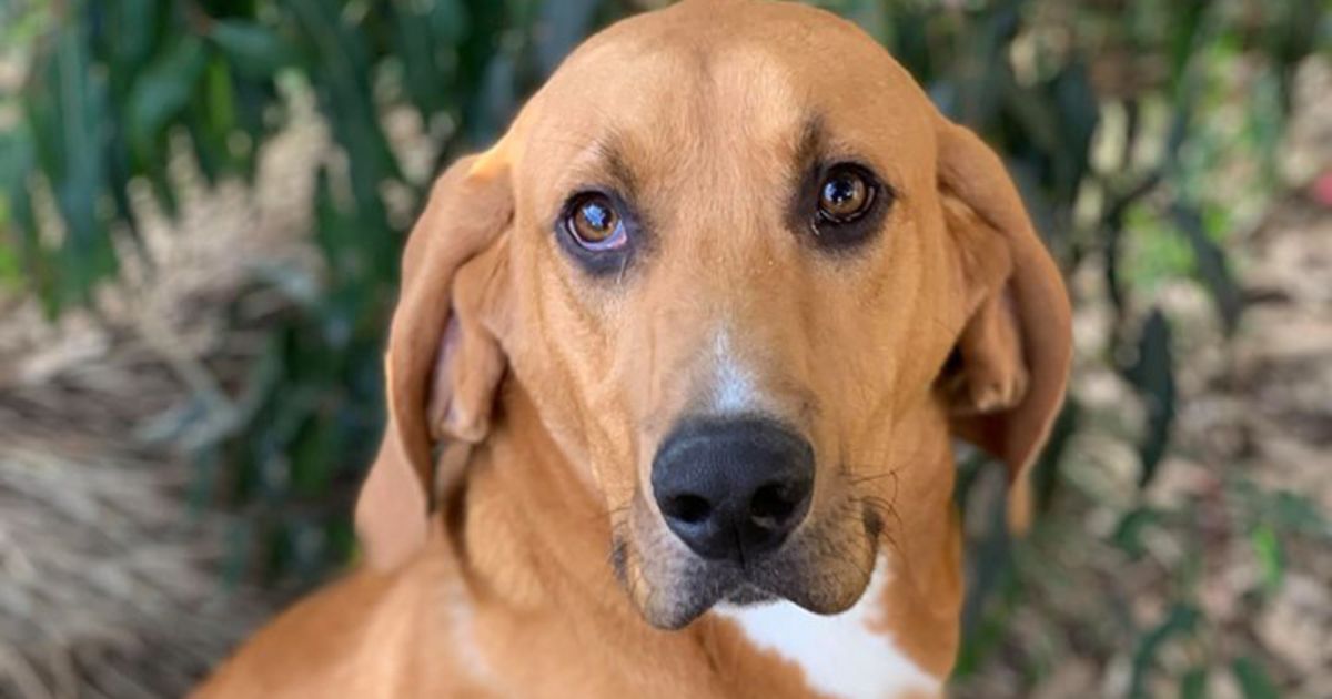 Mowgli Large Male Bloodhound x Labrador Mix Dog in VIC PetRescue