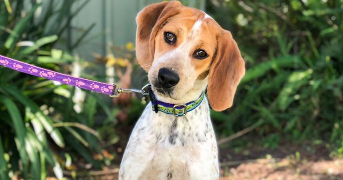 Rosie Medium Female Beagle x Harrier Mix Dog in NSW PetRescue