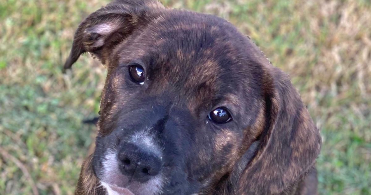 Crunchie 🌼 Medium Female Golden Retriever x Staffy x Border Collie Mix Dog in NSW PetRescue