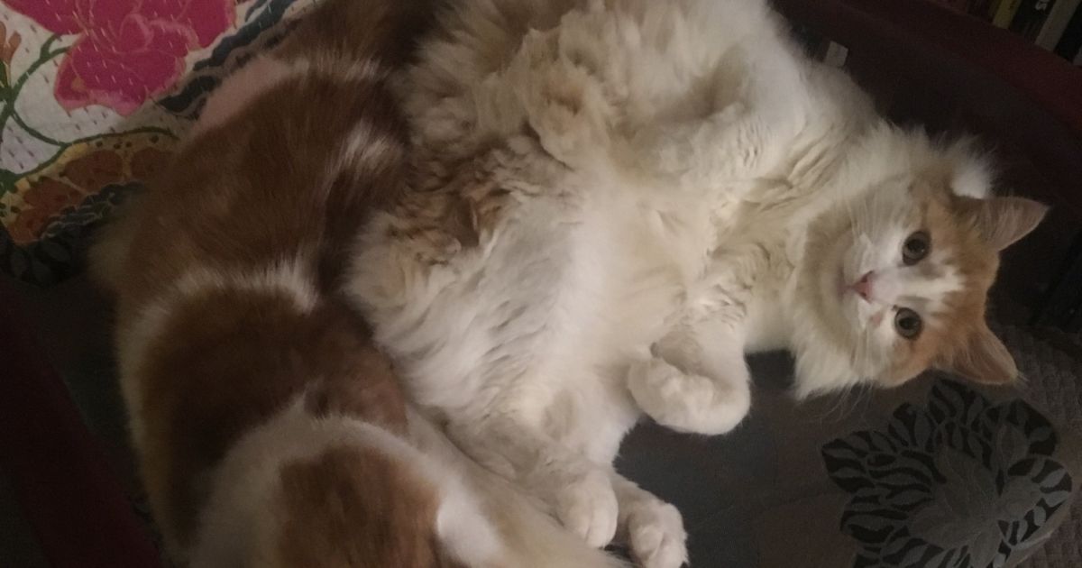 Tangerine And Mandarin On Adoption Trial Male Domestic Medium