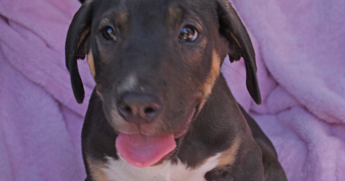 Ace one of 3 pups Large Male Foxhound, English x Labrador Mix Dog in NSW PetRescue