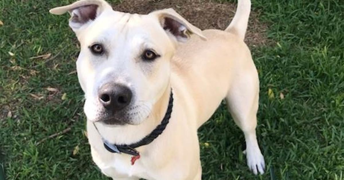 Bruce Medium Male Siberian Husky x American Staffordshire Bull