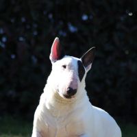 Photo of Buster Nsw Bull Terrier Rescue