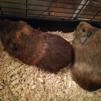 Photo of Scratchy (Buddy Of Starla)