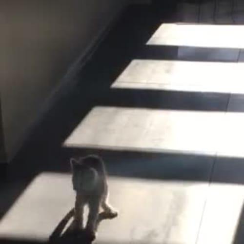Gustavo