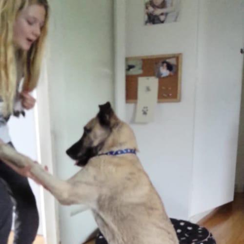 Rosie ~ Gsd x Mastiff (on trial 14/12/2017)