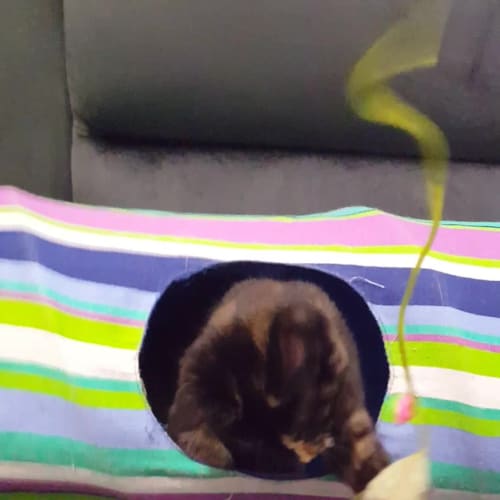 Rosaria **2nd Chance Cat Rescue**