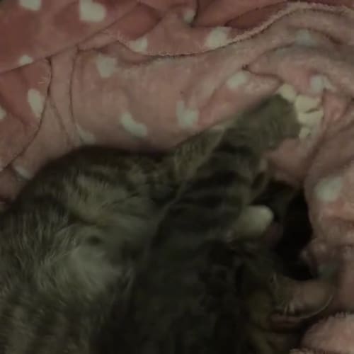 Oliver