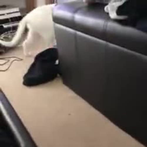 Winnie the wonderful white cat! 