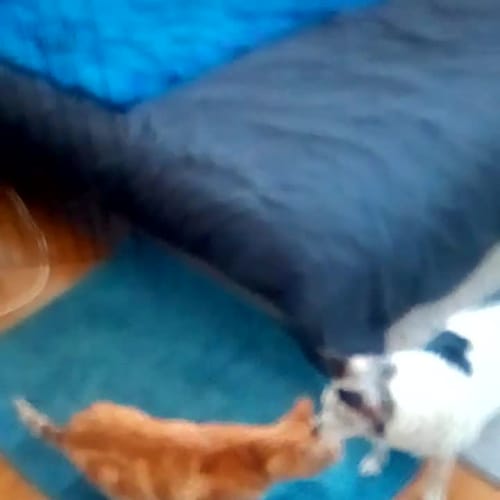 Kitty ** Such An Affectionate Girl **