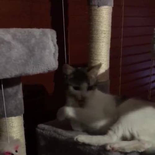 Personality Plus, Delilah!