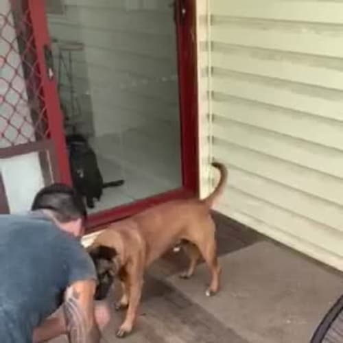 Nitro ~ 8 year old Staffy (on trial 7/3/19)
