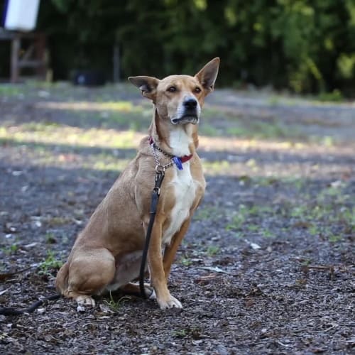 Lingo ~ Kelpie X (on trial 12/8/19)