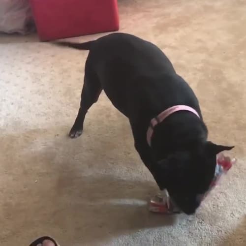 roxy