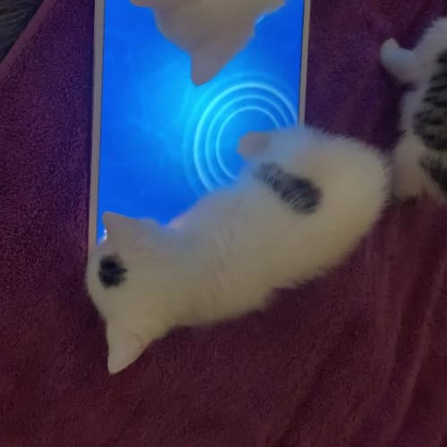 Tabby Tail