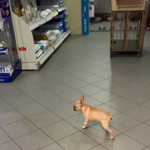 Peanut