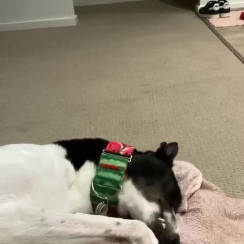 Beau