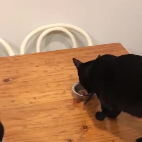Salem & Sabrina