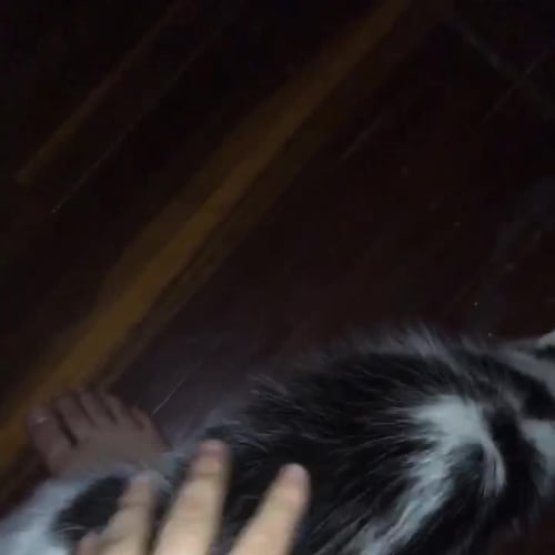 Meg