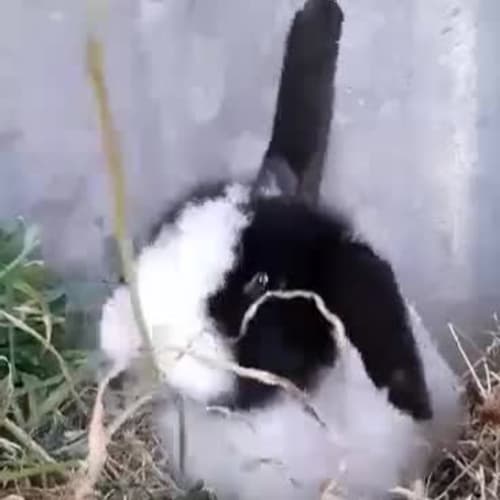 Flopsie 