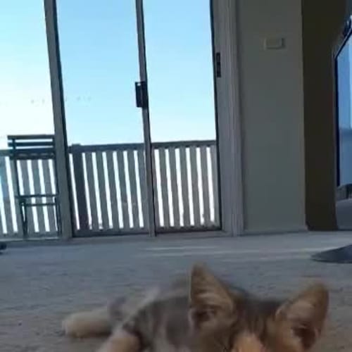 Penny
