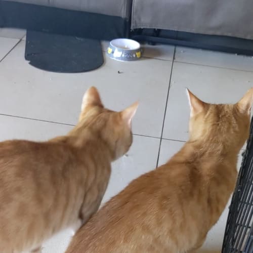 Kovu and Kiara ❤❤