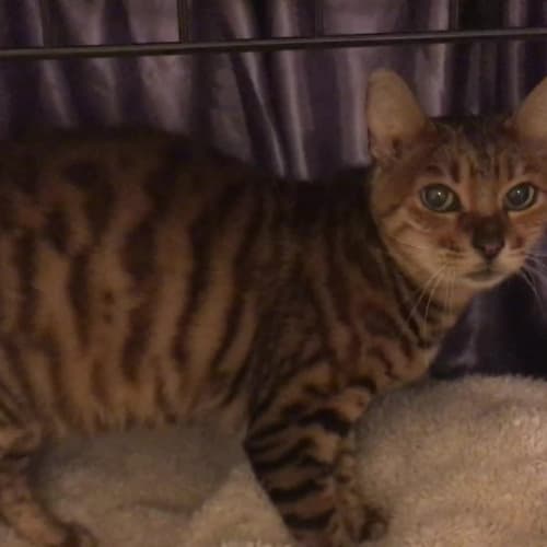 Rosie pronounced (Woesee)