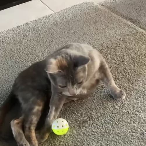 Peaches 