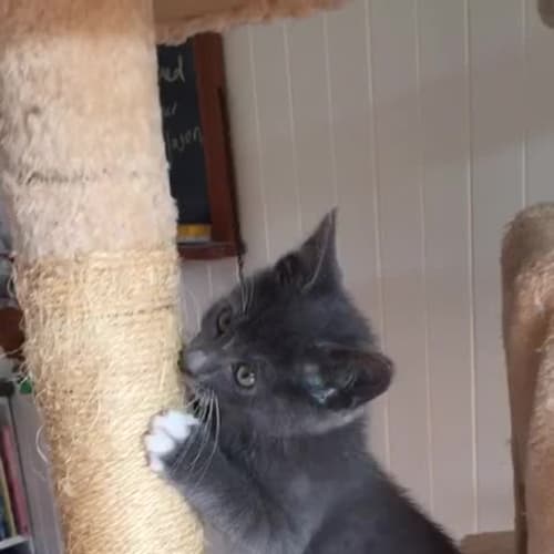 Hubert ^^Dandy Cat Rescue^^