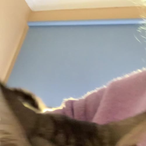 Pretty Kitty - can assist with transport to you!