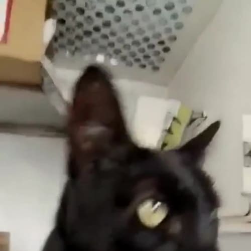 Sammy