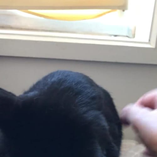 Maggie Moo *9 Lives Project Rescue*