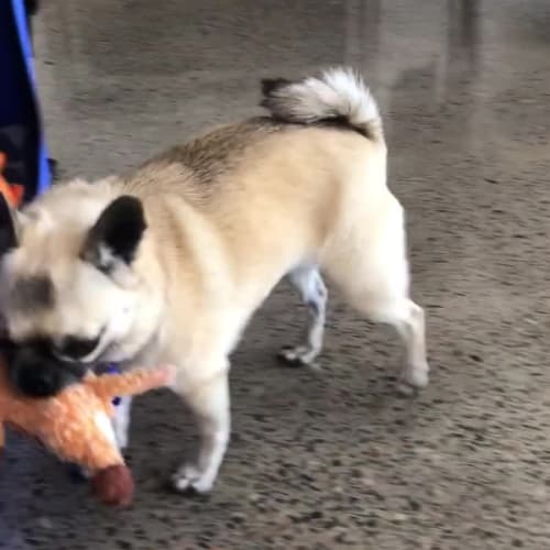 Arlo ~ 4yr Old Pug X(on trial 28/9/21)