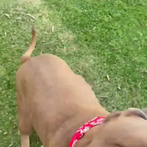 Ziggy DL2694