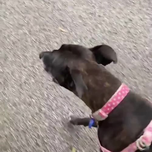 Stormie ~ 7yr Old Mastiff X(On Trial 17/2/22)