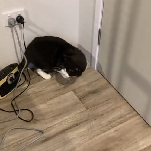 Winston **2nd Chance Cat Rescue**