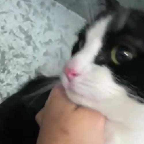 Kitty 