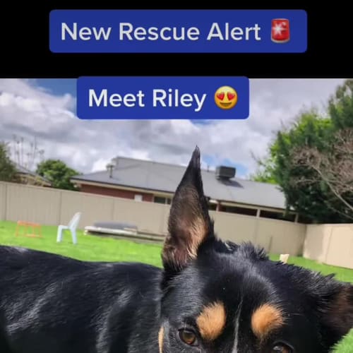 Riley