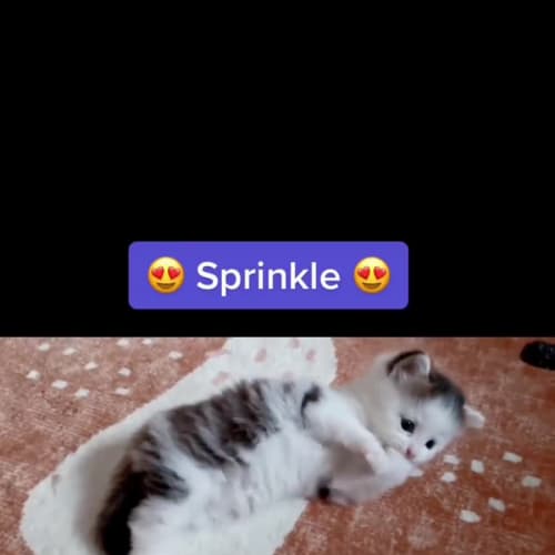 Sprinkle