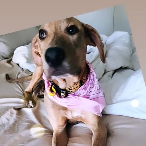 Lily