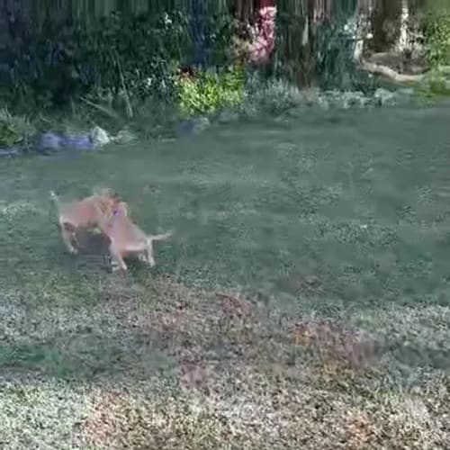 Simba
