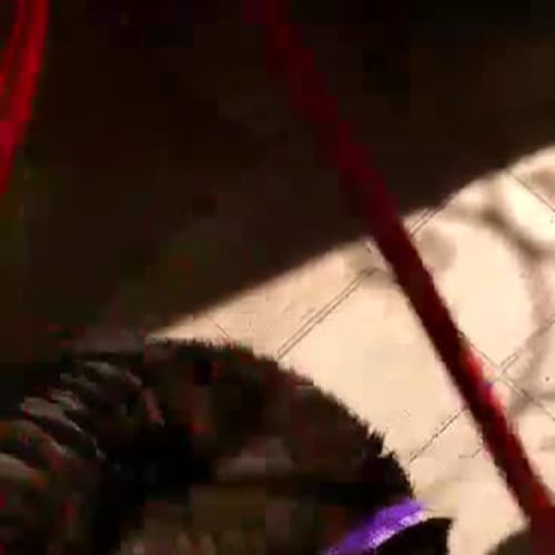 Primus - No Adoption fee this weekend!