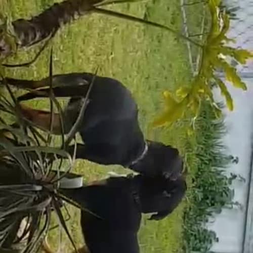 Sierra - adoption in process 