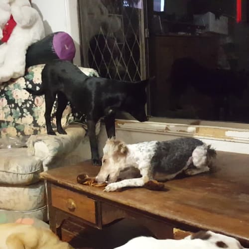 Annie (adoption pending)