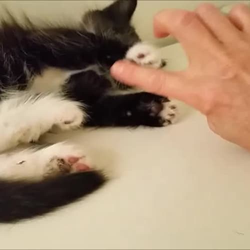 Voletta (4832) & Vincent (4834)