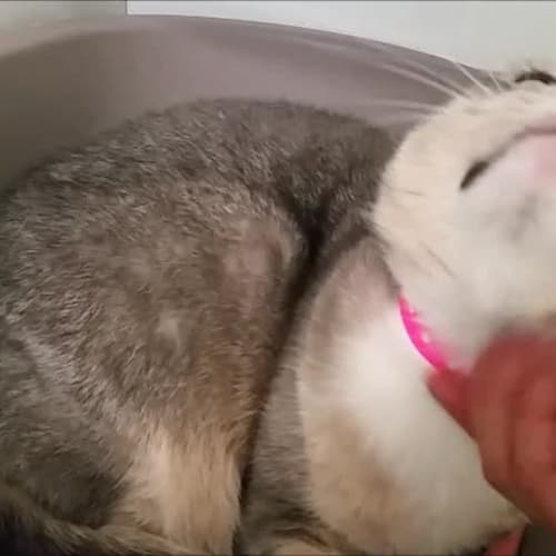 Belle (4852) & Taco (4853)