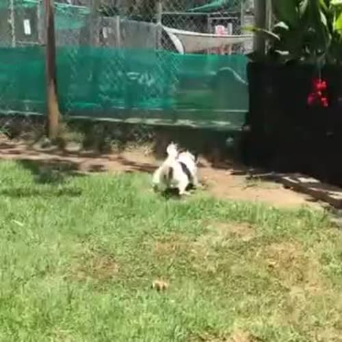 Hunter