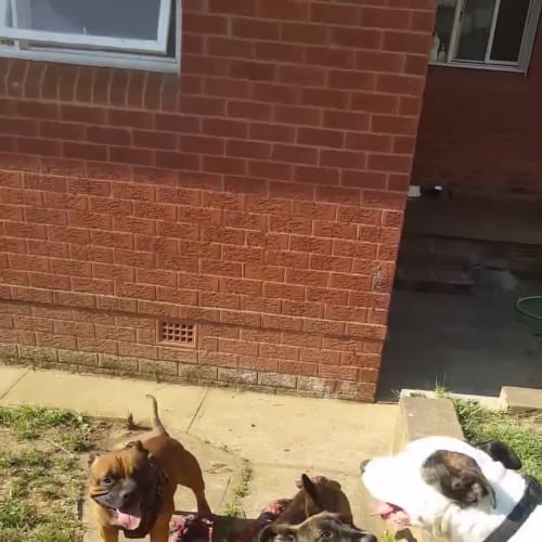 No photo for Roxy ** Such A Beautiful Girl **
