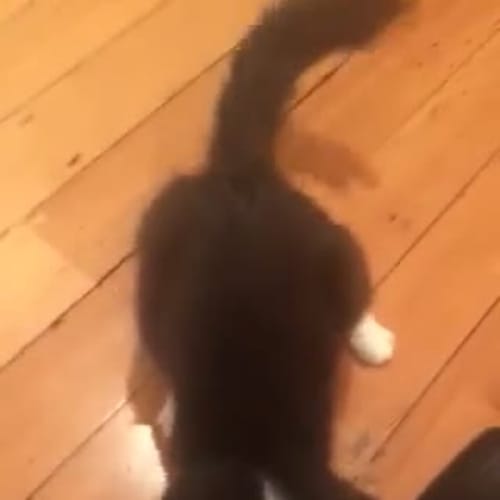 Coco